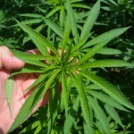 Cannabis Life Products Near Me In Lahore